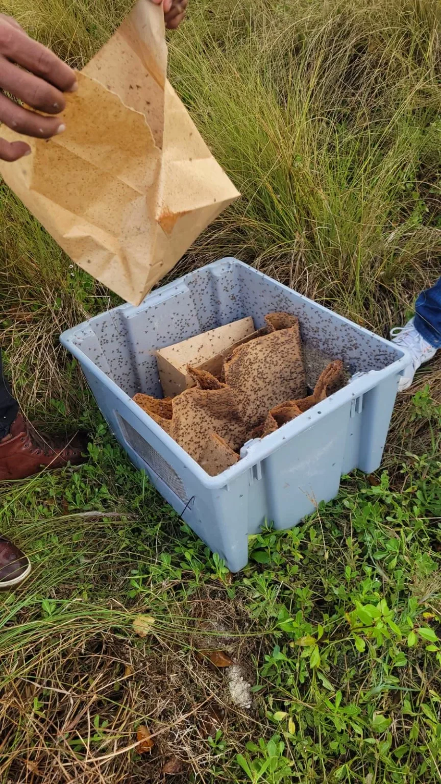 RD se encamina a erradicación en tiempo récord mosca del mediterráneo mosca