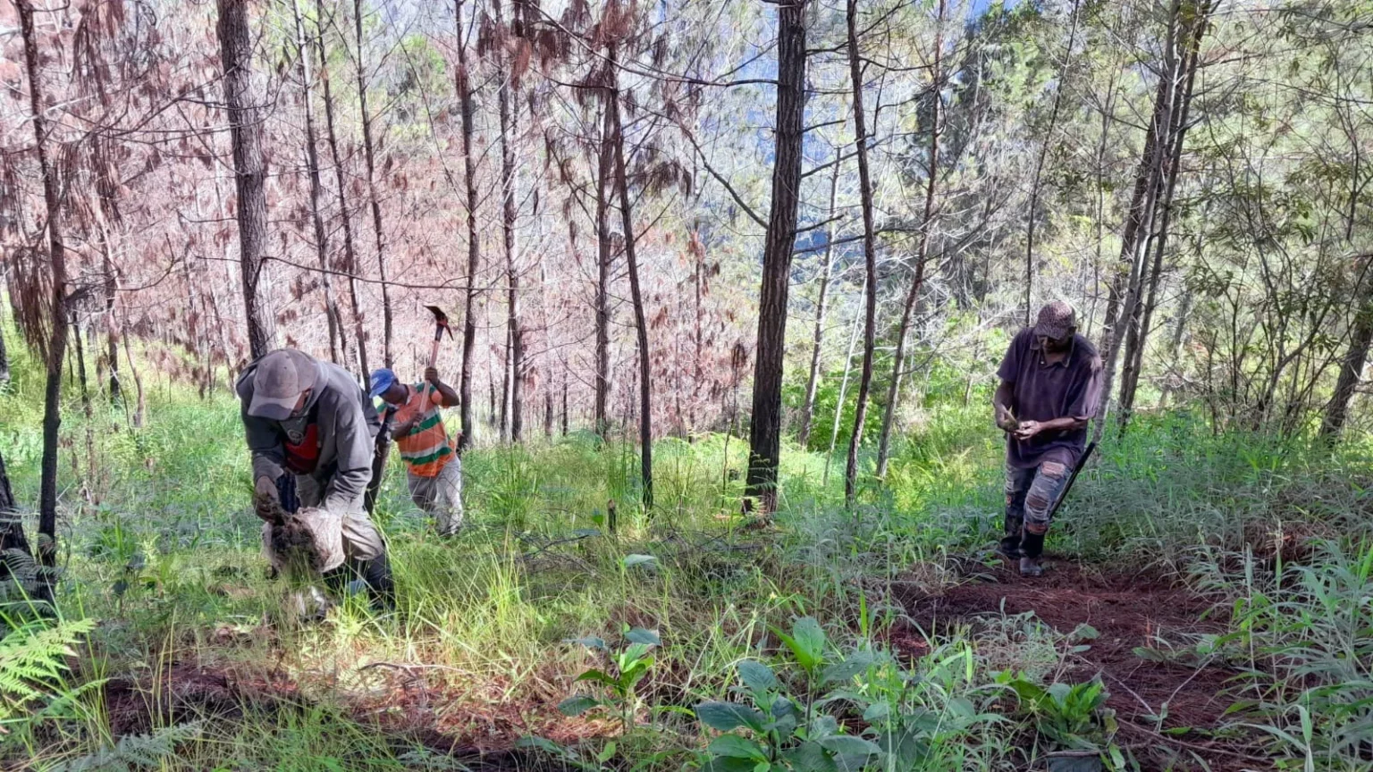 Medio Ambiente planta árboles en área del parque José del Carmen Ramírez afectada por incendio árboles