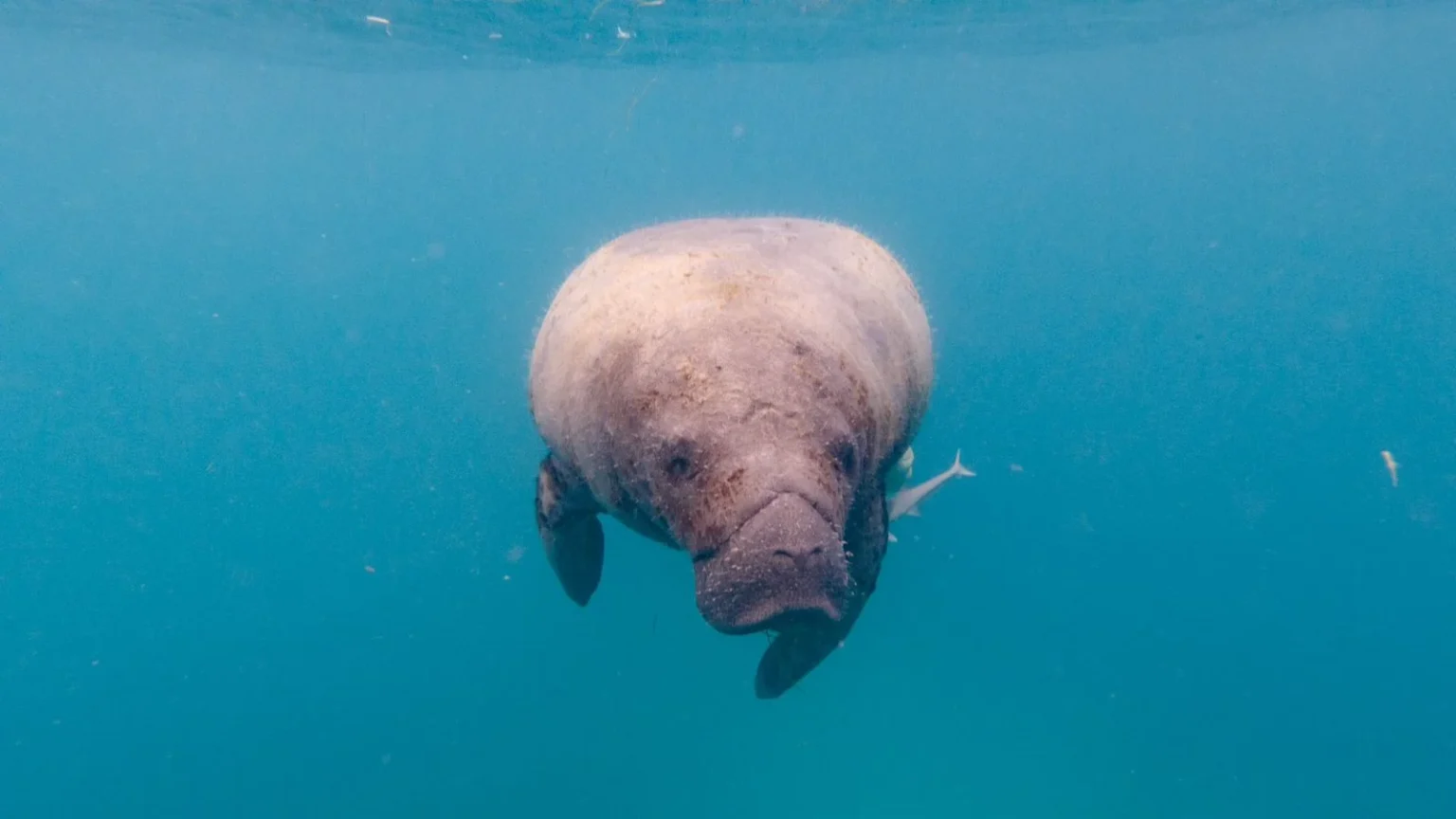Innovación y conservación ambiental en la República Dominicana: proyecto de Censo de Manatíes en el World Summit Awards 2024 Manatíes
