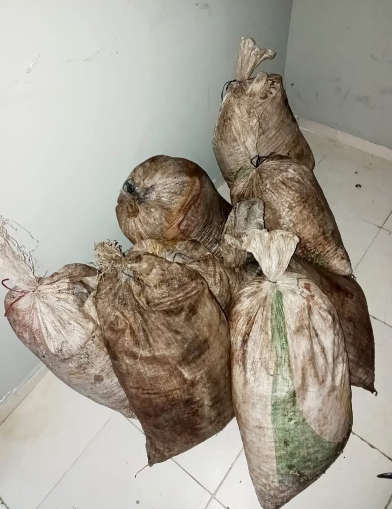 Detienen a dos hombres en Puerto Plata por presunto robo de cacao