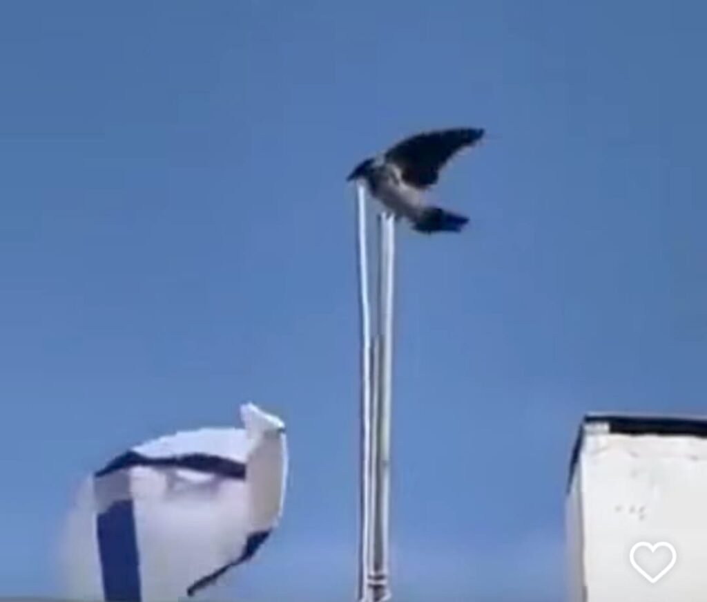 Cuervo arranca bandera de Israel y desata teorías en redes