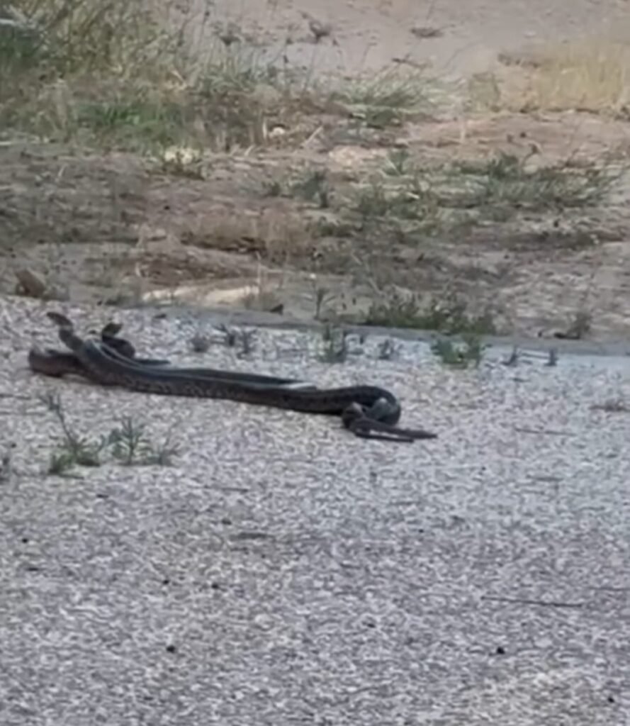 Invasión silenciosa: Serpientes se reproducen sin freno en Ibiza