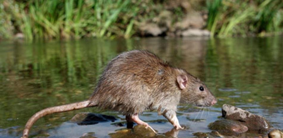 Aumentan a 94 los casos confirmados de leptospirosis en el país